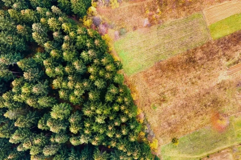 Réglementation autour de la déforestation et la dégradation des forêts : un enjeu qui concerne aussi les Chargeurs